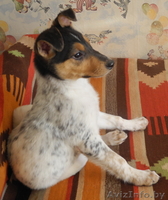 Красивые щеночки ищут свой добрый Дом. - Изображение #3, Объявление #831407