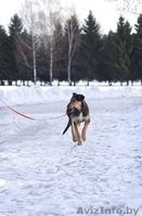 Грациозный и статный щенок в дар! - Изображение #4, Объявление #816119