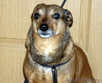 Феона ищет хозяина! - Изображение #3, Объявление #816157