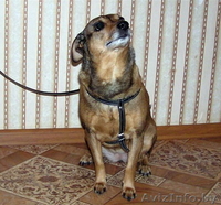 Феона ищет хозяина! - Изображение #2, Объявление #816157