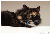 Кошка пушистая яркого  черепахового окраса в дар! - Изображение #3, Объявление #819355