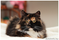 Кошка пушистая яркого  черепахового окраса в дар! - Изображение #4, Объявление #819355
