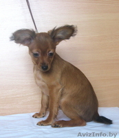 Продаются щенки той терьера длинношерстного. - Изображение #4, Объявление #829498