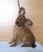 Продаются щенки той терьера длинношерстного. - Изображение #3, Объявление #829498