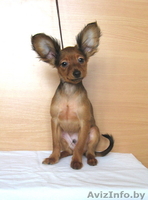 Продаются щенки той терьера длинношерстного. - Изображение #2, Объявление #829498