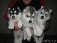 щенки сибирской хаски  - Изображение #2, Объявление #817153