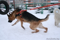 Ездовые шлейки для собак - Изображение #1, Объявление #826917