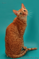 Уральский Рекс - кудрявые кошки - Изображение #2, Объявление #826091