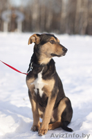 Грациозный и статный щенок в дар! - Изображение #2, Объявление #816119