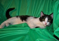 Котенок Мика Хаккинен в дар! - Изображение #3, Объявление #823697