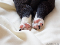 Маленькие звездочки ищут хозяев!  - Изображение #9, Объявление #829894