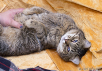 Котик. Его нужно спасать !!! - Изображение #3, Объявление #829999