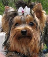 Элитные Супер-мини щенки Йоркширского терьера - Изображение #5, Объявление #825132