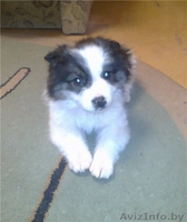 Щенок (мальчик) в добрые руки - Изображение #1, Объявление #827492