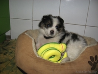 Щенок (мальчик) в добрые руки - Изображение #3, Объявление #827492