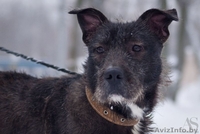 годовалая собачка-инвалидик ищет хозяев!!! - Изображение #5, Объявление #816121