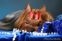 Элитные Супер-мини щенки Йоркширского терьера - Изображение #4, Объявление #825132