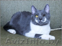 Ириска - дымчатое чудо. В дар!  - Изображение #5, Объявление #727481