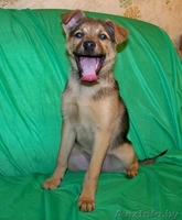 Замечательный щеночек (мальчик) в дар в добрые руки.  - Изображение #2, Объявление #823698