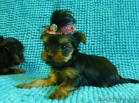 Элитные Супер-мини щенки Йоркширского терьера - Изображение #3, Объявление #825132
