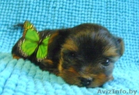 Элитные Супер-мини щенки Йоркширского терьера - Изображение #2, Объявление #825132