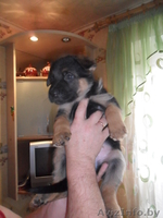 Породистые щенки овчарки - Изображение #1, Объявление #816553