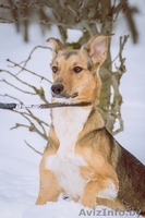 Изящная,умная,добрая,нежная... - Изображение #3, Объявление #833403