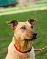 Красавица Элис ищет семью и надежный дом! - Изображение #2, Объявление #822698