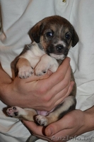 Щенки от небольшой собачки в дар! - Изображение #3, Объявление #827567