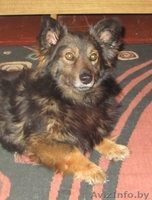 Малыш Купер ищет себе хозяина и не просто хозяина, а лучшего в мире! - Изображение #1, Объявление #823105