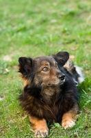 Малыш Купер ищет себе хозяина и не просто хозяина, а лучшего в мире! - Изображение #2, Объявление #823105