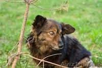 Малыш Купер ищет себе хозяина и не просто хозяина, а лучшего в мире! - Изображение #3, Объявление #823105