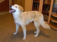 Эльфа – молоденькая собачка. В дар!  - Изображение #10, Объявление #836532