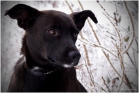 Тайра – молоденькая изящная собачка в дар!  - Изображение #10, Объявление #836534