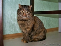 Плюшевая маленькая кошечка - только в добрые и ответственные руки!!! - Изображение #4, Объявление #833602