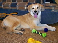 Эльфа – молоденькая собачка. В дар!  - Изображение #1, Объявление #836532