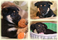 Щенки овчаристого типа в дар! - Изображение #1, Объявление #842558