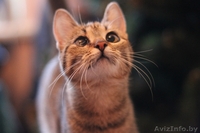 Милана и Василиса - два полосато-нежных ласковых чуда - Изображение #1, Объявление #829783