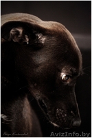 Тайра – молоденькая изящная собачка в дар!  - Изображение #2, Объявление #836534