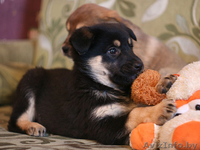 Щенки овчаристого типа в дар! - Изображение #2, Объявление #842558