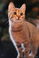 Милана и Василиса - два полосато-нежных ласковых чуда - Изображение #2, Объявление #829783