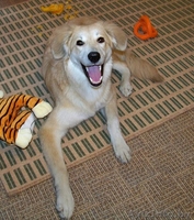 Эльфа – молоденькая собачка. В дар!  - Изображение #3, Объявление #836532