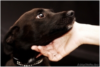 Тайра – молоденькая изящная собачка в дар!  - Изображение #3, Объявление #836534