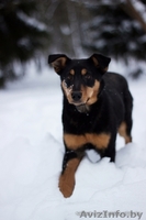  Очаровательная собачка Лана в дар!  - Изображение #4, Объявление #843105