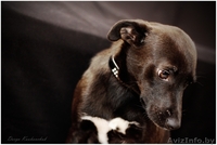 Тайра – молоденькая изящная собачка в дар!  - Изображение #4, Объявление #836534