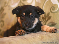 Щенки овчаристого типа в дар! - Изображение #4, Объявление #842558