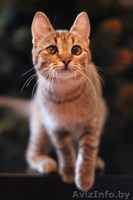 Милана и Василиса - два полосато-нежных ласковых чуда - Изображение #4, Объявление #829783