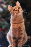 Милана и Василиса - два полосато-нежных ласковых чуда - Изображение #5, Объявление #829783