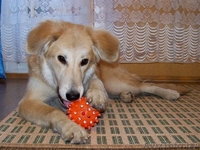 Эльфа – молоденькая собачка. В дар!  - Изображение #5, Объявление #836532