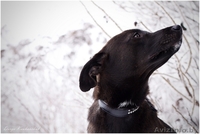 Тайра – молоденькая изящная собачка в дар!  - Изображение #5, Объявление #836534